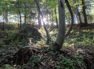 Wald Sonne blitzt durch